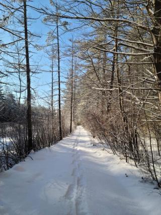 A section of the Rabbit Run in the South Athol Conservation Area